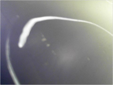 PORTE AVANT DROIT CITROEN XSARA PICASSO 99-10