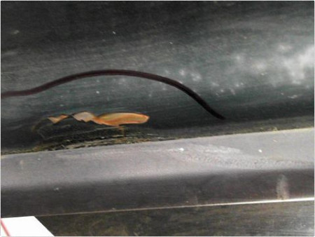 PORTE AVANT DROIT VOLKSWAGEN POLO III 94-99
